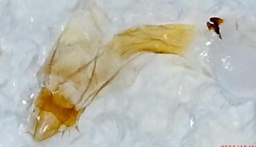 Oegoconia novimundi